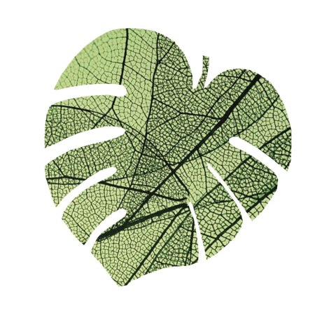 Podkładka Monstera D 40x40 cm gr. 4 mm - Leaf Podkładka Monstera D 40x40 cm gr. 4 mm - Leaf